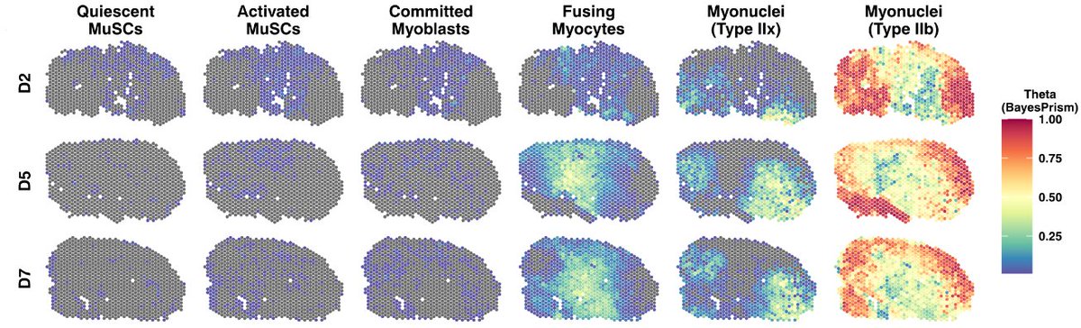 Last, we used the 350k dataset as a reference to deconvolve Visium data, collected at 3 timepoints after injury. Each spot here contains ~5-15 cells, and with BayesPrism (from  @tinyichu &  @charlesdanko) we can see what those cells are!