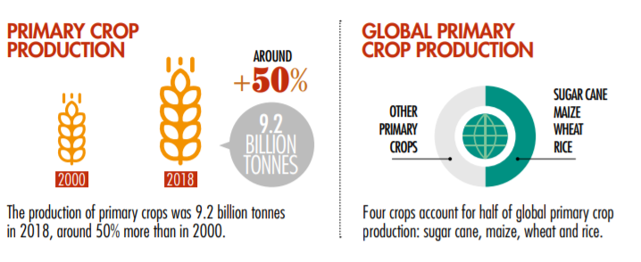 1. Four crops account for half of the global primary crop production: Wheat, sugar cane, rice and maize.