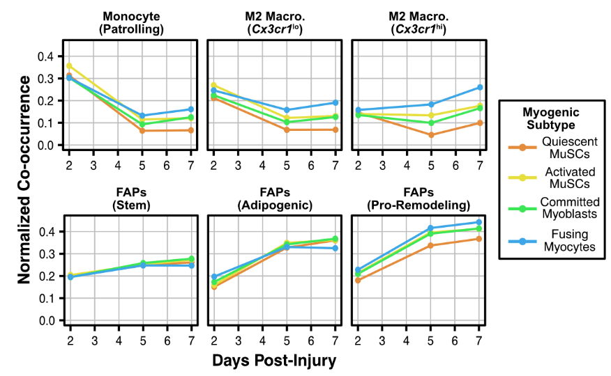 With the deconvolved spots, we simply looked at which cells occur together most often, and plotted the co-occurrence over injury response. Because we used such a deeply covered reference, we can see cell subtype colocalization!