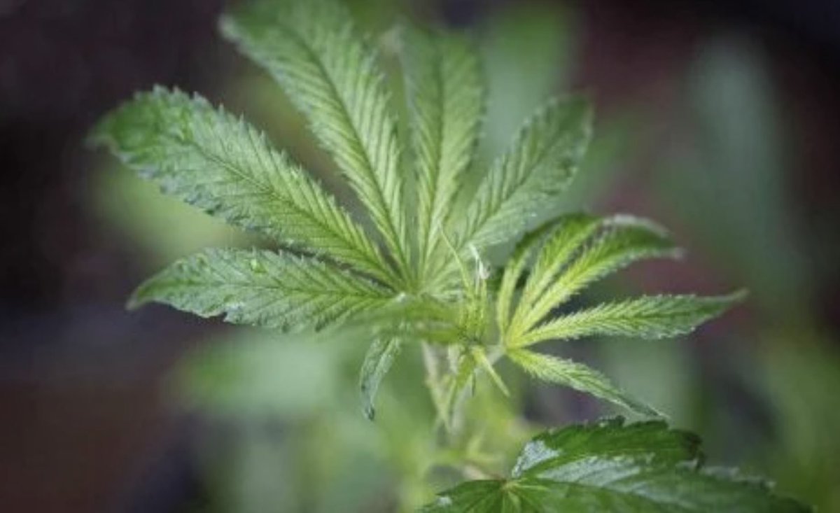 ntvkenya's tweet photo. UN removes marijuana from list of most dangerous substances https://t.co/FQJU3dKs8z https://t.co/GXJE9bxK9k