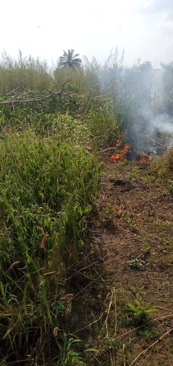 Ndubee123's tweet photo. Indiscriminate bush burning is a threat to sustainable beekeeping, pure honey production and the environment. Discourage it.
#Savethebees
#Beekeepers
#Beekeeping
#Bushburning
#Thebeeshoney
#Bees https://t.co/ELexhna31J