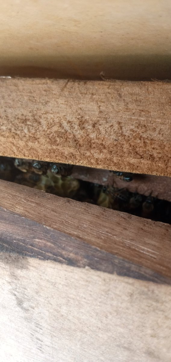 Ndubee123's tweet photo. Indiscriminate bush burning is a threat to sustainable beekeeping, pure honey production and the environment. Discourage it.
#Savethebees
#Beekeepers
#Beekeeping
#Bushburning
#Thebeeshoney
#Bees https://t.co/ELexhna31J