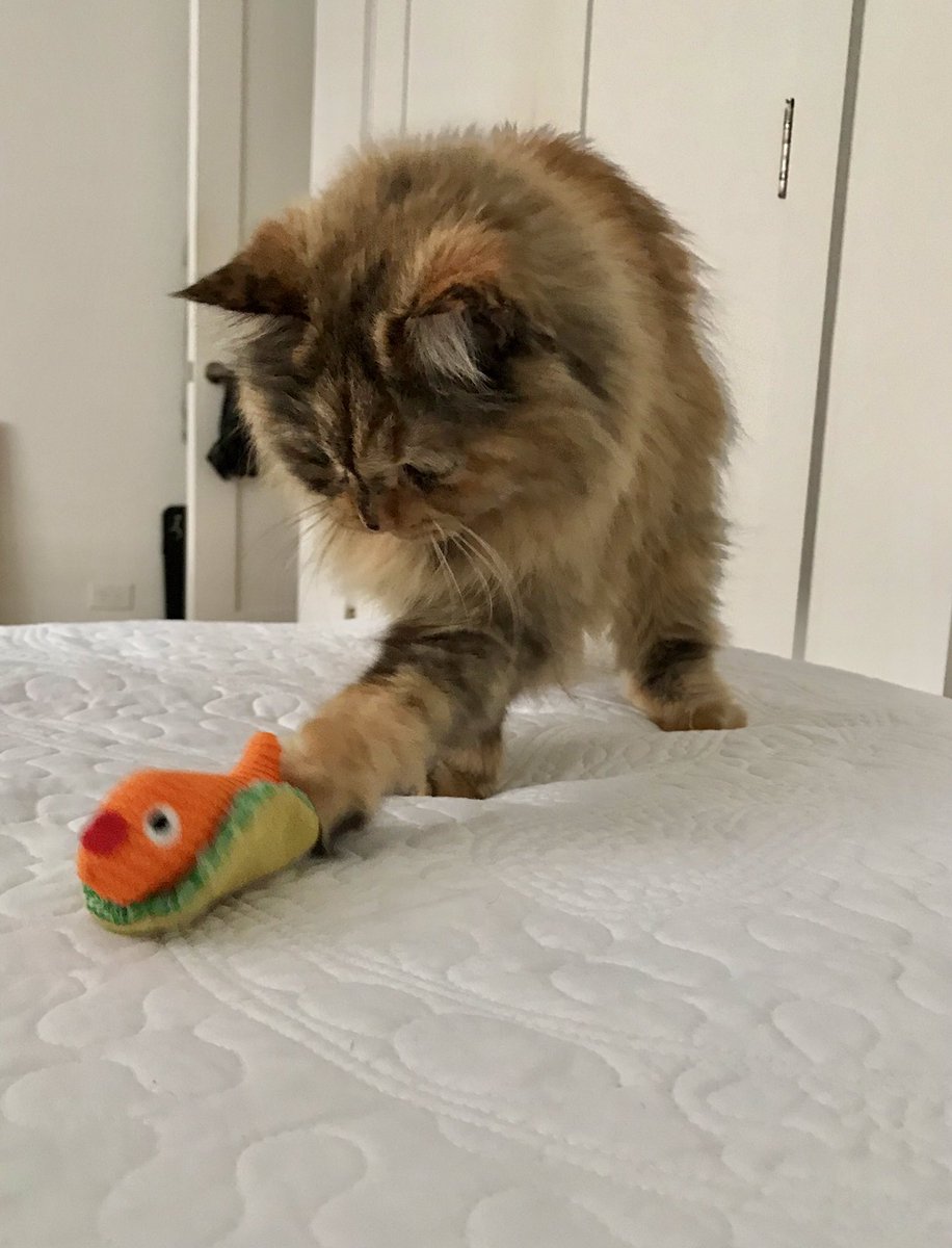 PelinAldatmaz's tweet image. #Hasiş