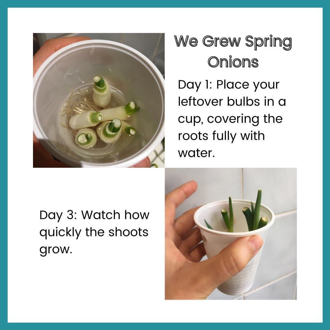 Track your plants progress daily with your kids. Watch their awe as they watch the plant grow! This also builds data collection & observation skills  #EarthWarriors  #climateaction    #climateemergency  #planetearth  #growyourowngarden  @TheShweta