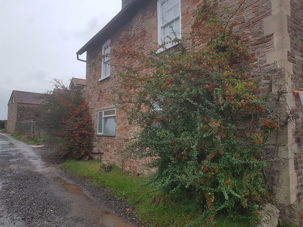 Discussing thoughts on getting these two Pyracantha back to the wall and into columns with client, client looks at me like I'm talking a different language, which I realise I probably am! #hortspeak #saywhat #walltraining #pyracantha #berries