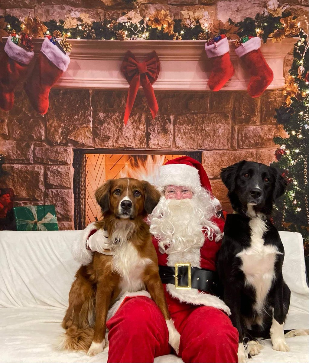 patis63's tweet photo. My fur kids https://t.co/f6ntO8qOkv