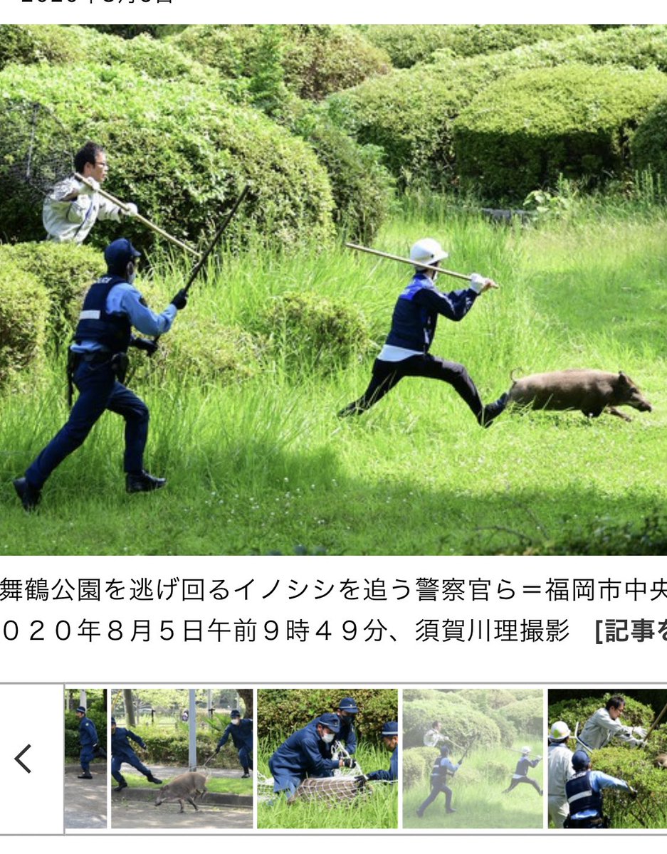 福岡市にサル出没というニュースの写真に注目が やっぱり躍動感が違う 猿の表情とかすごくいい Togetter 福岡市にサル出没というニュースの写真に注目が やっぱり躍動感が違う 猿の表情とかすごくいい Togetter