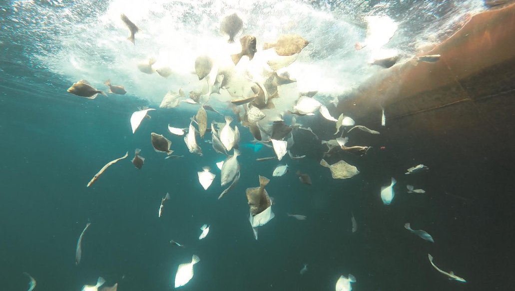 fischereischut1's tweet photo. Are you searching for the fish in the Lübeck Bight?
It´s gone with the semi industrial trawling as discard https://t.co/qnmLndJyTc