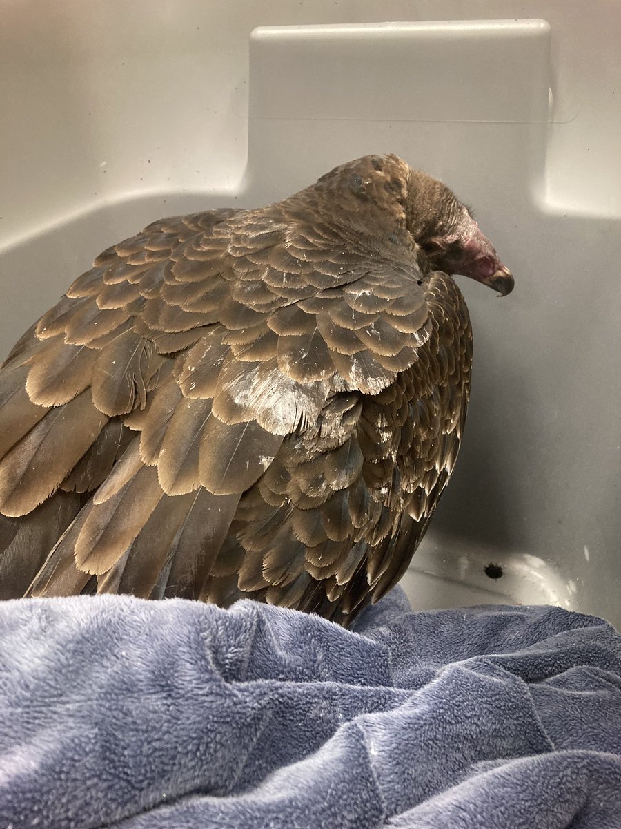 On 12/1, we received TWO lead poisoned vultures that came in just hours apart – one Black Vulture and one Turkey Vulture. Both still had lead fragments in the gastrointestinal tract and were suffering from severe signs of the poisoning.