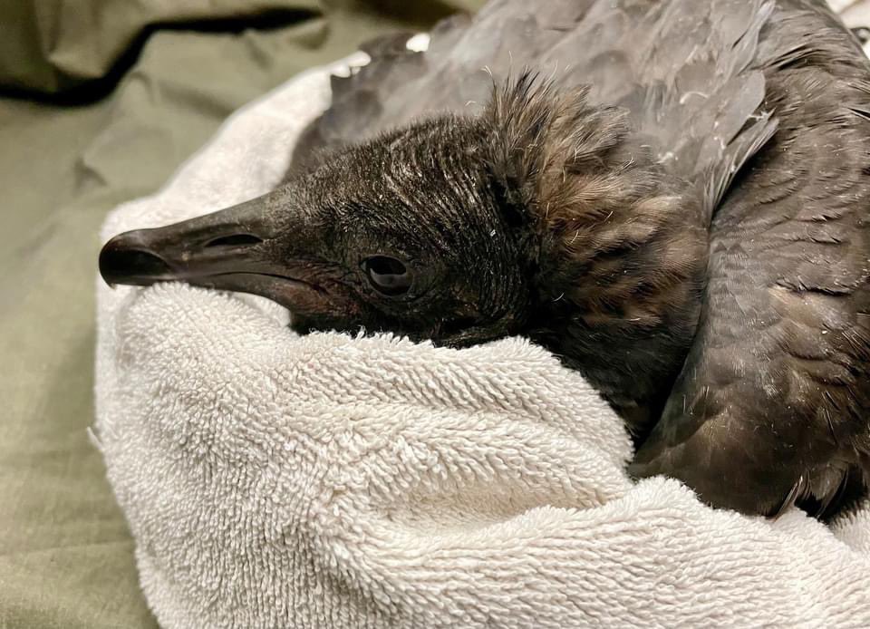On 12/1, we received TWO lead poisoned vultures that came in just hours apart – one Black Vulture and one Turkey Vulture. Both still had lead fragments in the gastrointestinal tract and were suffering from severe signs of the poisoning.