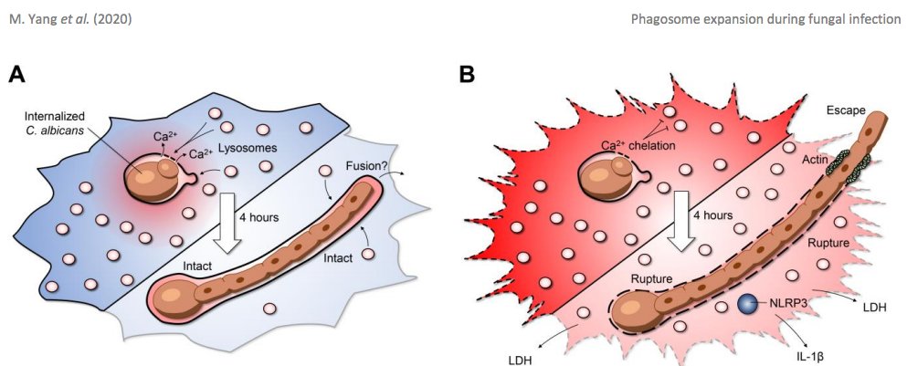 WestmanJohannes's tweet photo. New microreview in print where we discuss how macrophages attempt to avoid phagosome rupture to limit fungal growth. #inflammasome #candidaalbicans #macrophage #microbialcell #calcium
https://t.co/WA0r21kD3d https://t.co/XIUGVH3ZTT