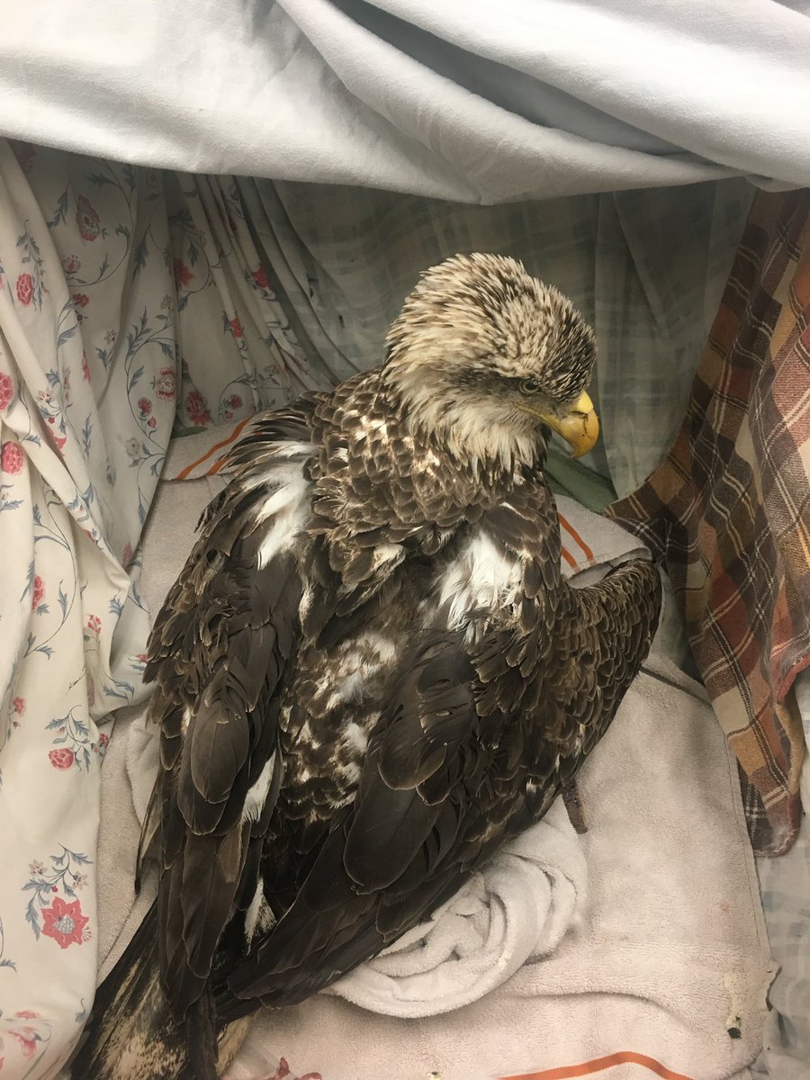 Over 80% of our vultures & eagles, birds that exclusively/frequently scavenge, come to the Center with lead in their blood. Many, like these two, have potentially lethal levels (though any lead in the blood at all is abnormal and problematic).