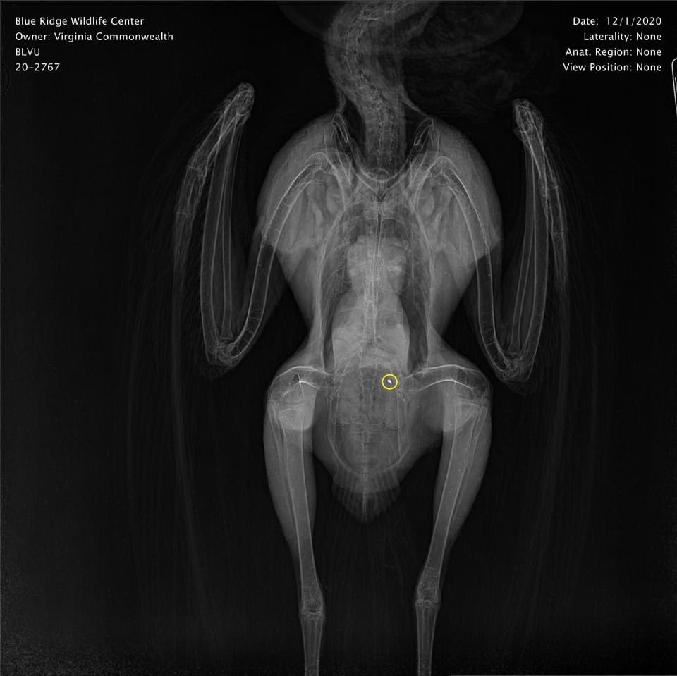 These birds typically become poisoned when ingesting shot game or associated gut piles that have been left out. Lead is a soft metal & studies show that fragments can be found up to 18” from the wound channel when a game species is shot with lead-containing ammunition.