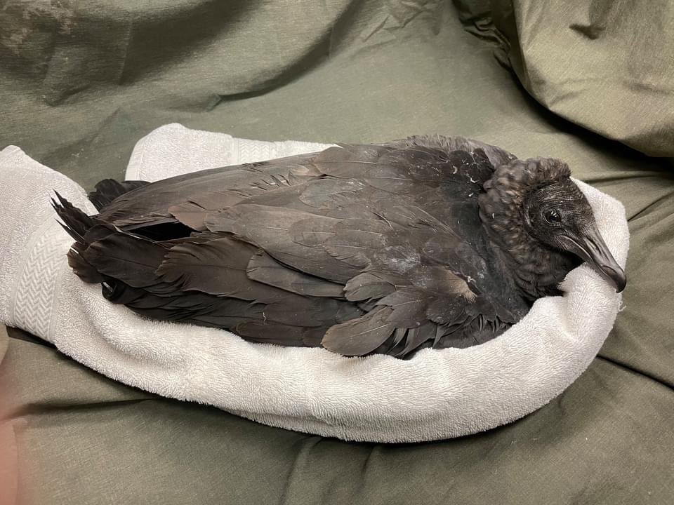 Humans eating venison and scavengers clearing gut piles do not deserve to be poisoned. Please make the switch to non-lead ammunition for hunted game. If you are using lead-containing ammunition to shoot “nuisance” animals, please consider humane alternatives.