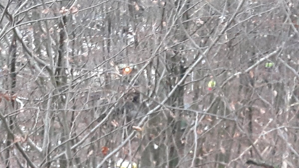 All 3 cherrypickers, digger with lifting platform, climbing cops, sek, excavators leaving the barrio direction south. Only one lonly harvester left still cutting trees...
People shouting "Wir sind Oben, was seid ihr! #DanniBleibt"