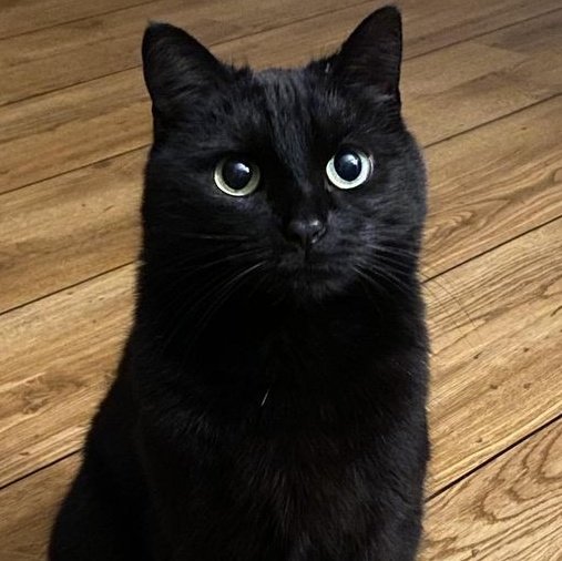 seonghwa as black cat : a short thread