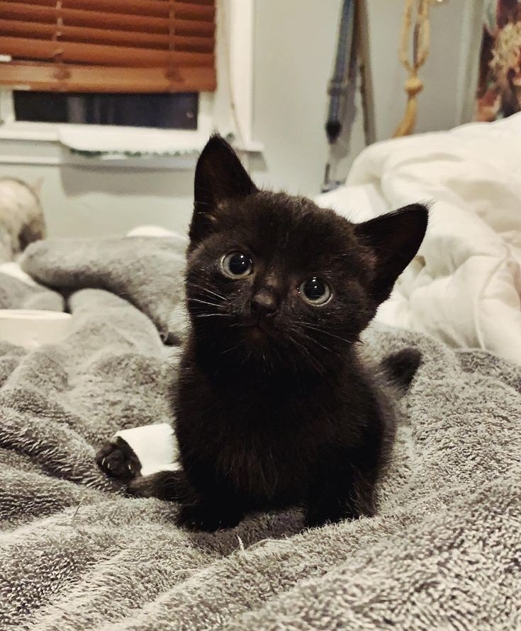 seonghwa as black cat : a short thread