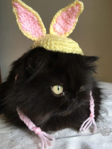 seonghwa as black cat : a short thread