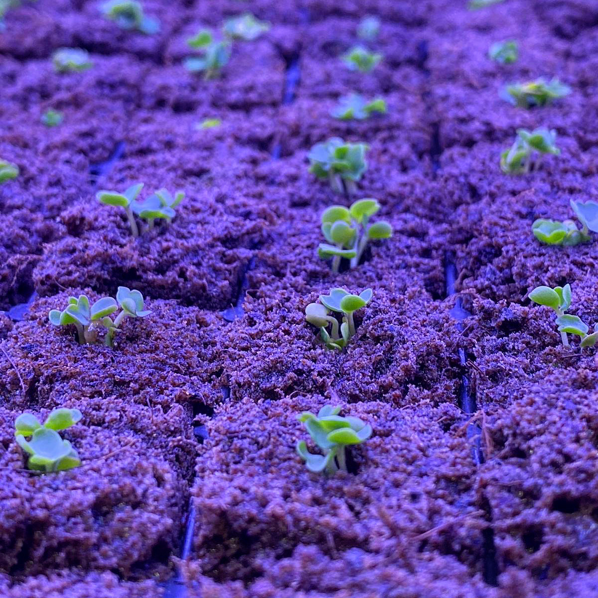 Innovation Agritech Group tweet media