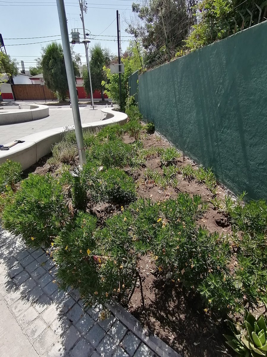caramagnola's tweet photo. @MuniLaReina @RedArbolUrbano @CACdeLaReina por favor no olviden plaza Las Carretas. Inaugurada hace un año por @JMPalaciosParra ya perdió 60% de su arbolado (inc. dos ejemp. adultos y uno en camino a) y subsiste apenas por vecinos que van con bidones e incluso intentan reforestar https://t.co/CObe606DpV