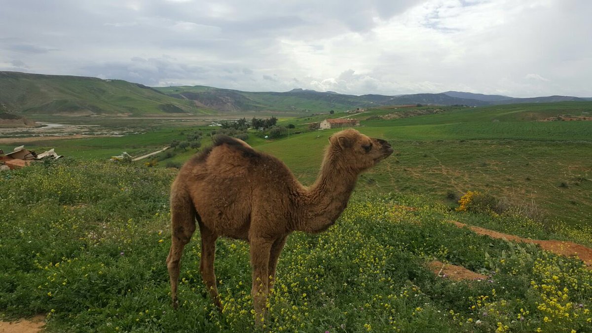 La 2nde migration des Hudhayl remonte aux invasions hilaliennes du XIe:❝Ils se dispersèrent dans différents royaumes durant la période islamique.En Ifrīqīya, une tribu des environs de Beja campe avec l'armée du sultan et y prélève l’impôt❞[Ibn Khaldun | t.2 p.319 ]