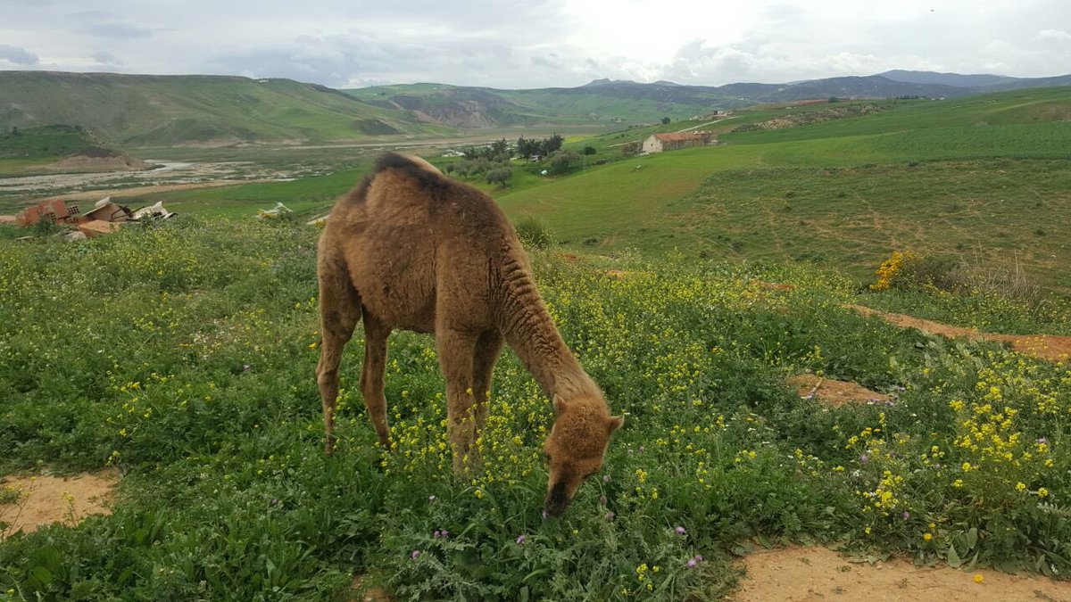 La 2nde migration des Hudhayl remonte aux invasions hilaliennes du XIe:❝Ils se dispersèrent dans différents royaumes durant la période islamique.En Ifrīqīya, une tribu des environs de Beja campe avec l'armée du sultan et y prélève l’impôt❞[Ibn Khaldun | t.2 p.319 ]