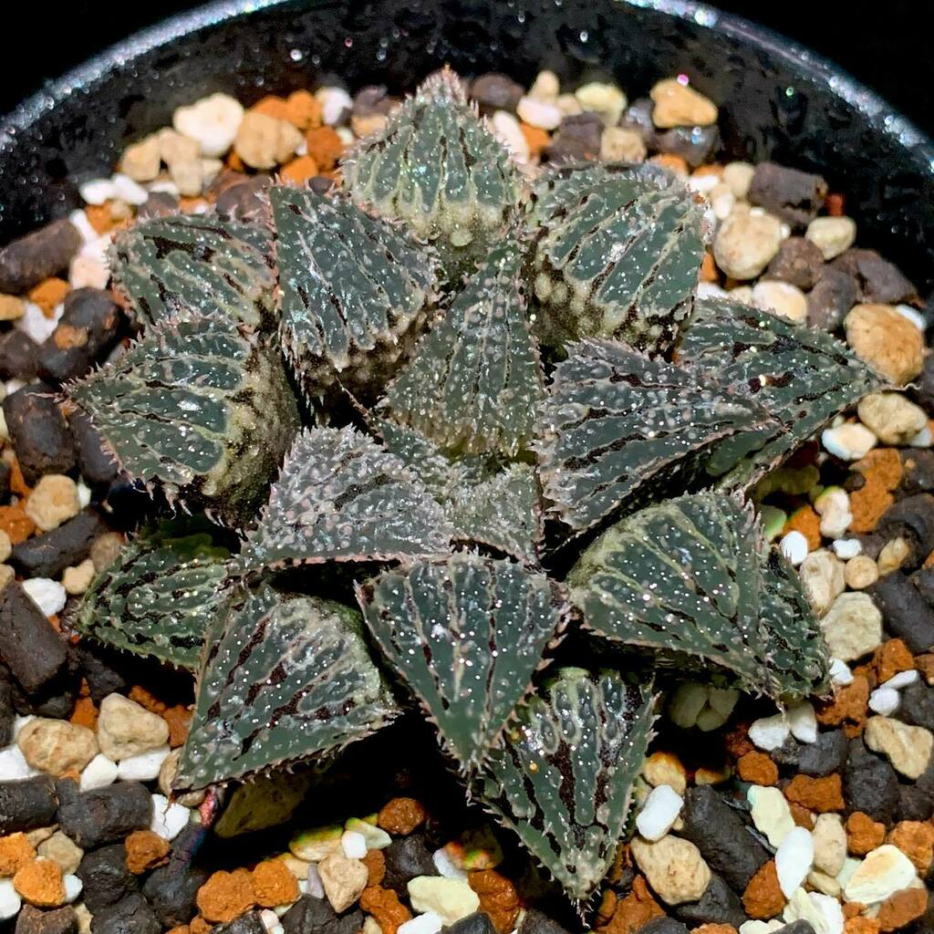 栽培マン Saibaiman0729 Twitter