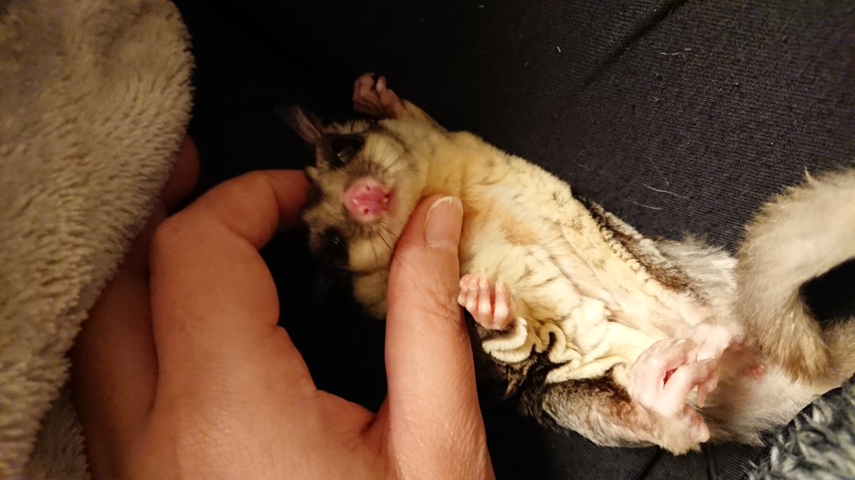 裕美 Hiromi こういうのを見るとモフモフ系の小動物が飼いたくなりますね 私の飼っているフトアゴヒゲトカゲ は横隔膜が無いので 仰向け 呼吸器官の圧迫 命の危険にさらすことになる なので出来ない