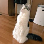 見知らぬ人を前にして硬直？!業者さんが作業を始めたのを見て固まっちゃう猫が可愛すぎる!