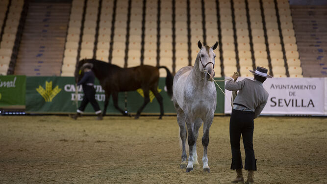📔🐎 La enciclopedia del caballo de pura raza español pertenece a <a href="/anccepre/">ANCCE</a> 👉 La Institución gestiona un libro genealógico de los #CaballosPRE con unos 230.000 ejemplares registrados y valorados genéticamente. #CaballoEspañol

Informa <a href="/diariosevilla/">Diario de Sevilla</a>

📲 diariodesevilla.es/vivirensevilla…