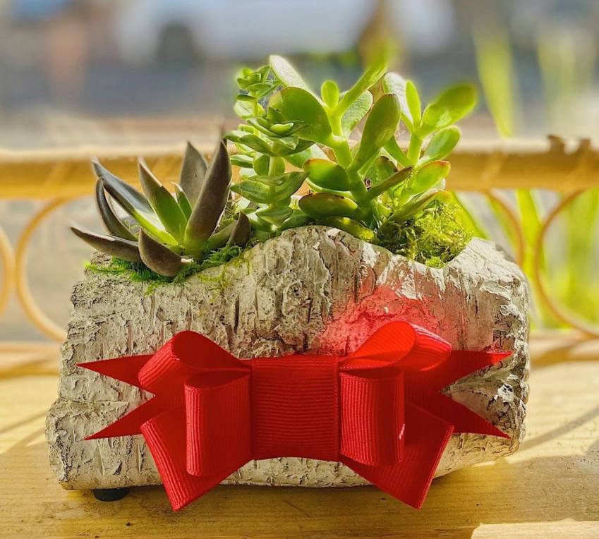 sustcoco's tweet image. December Newsletter: Celebrate Lightly, and With Love (For The Earth) conta.cc/37JvnYL