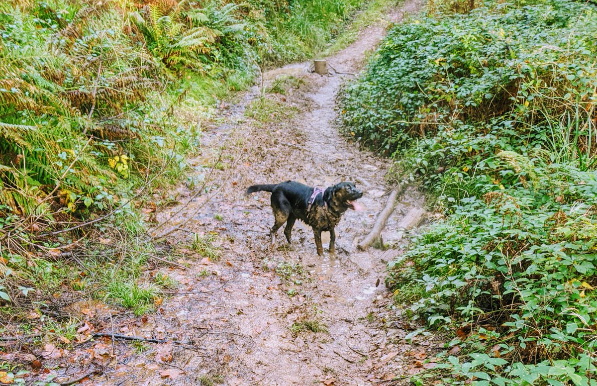 Today we introduce Lexi

Lexi has been trailing for nearly 3 years and being a lab loves the food that comes with a successful trail!

She loves to run around with her ball, swim in rivers and finds the best mud baths for a lovely cool down while encouraging others to join her!