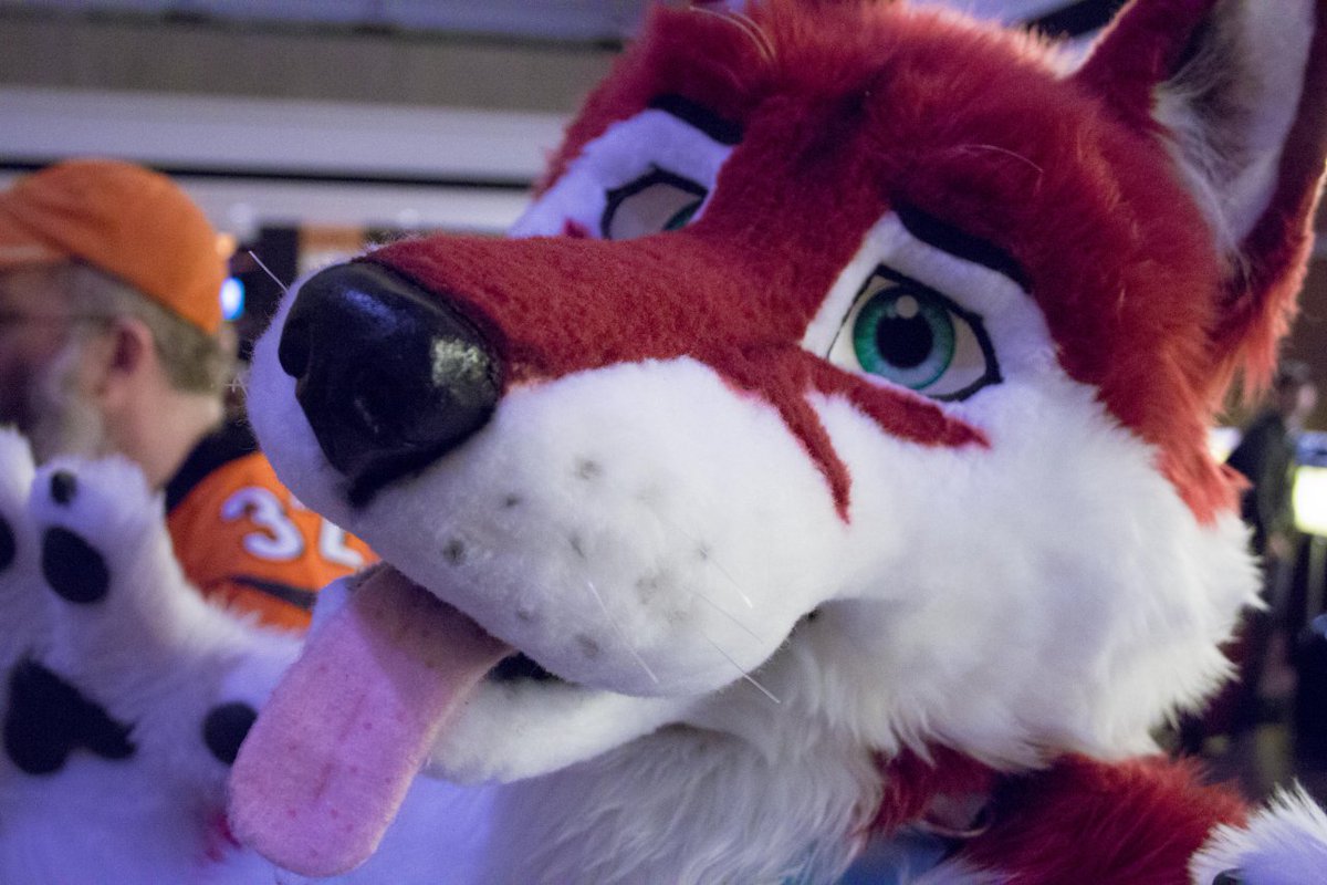 prplhaze's tweet image. Here&apos;s a few pics from 2013 featuring @MysticSoulWolf @BT_ARMISTICE @GaugeMalamute and @dan_raccoon. #mff #mff2020 #MFFMemories