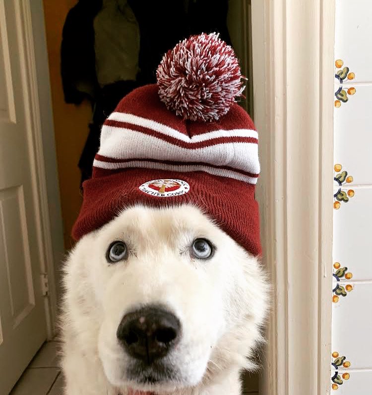 BCUCTC's tweet photo. Meet Jambo, UCTC's honorary staff member! He would like everyone to know that UCTC is a totally *pawsome* program and now would be the *fur-fect* opportunity to apply! Visit https://t.co/inwHeVJzdK or email uctc@bc.edu to learn more! https://t.co/4kiL1WMbQc