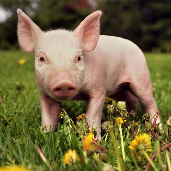 peppa pig family members if they were pigs