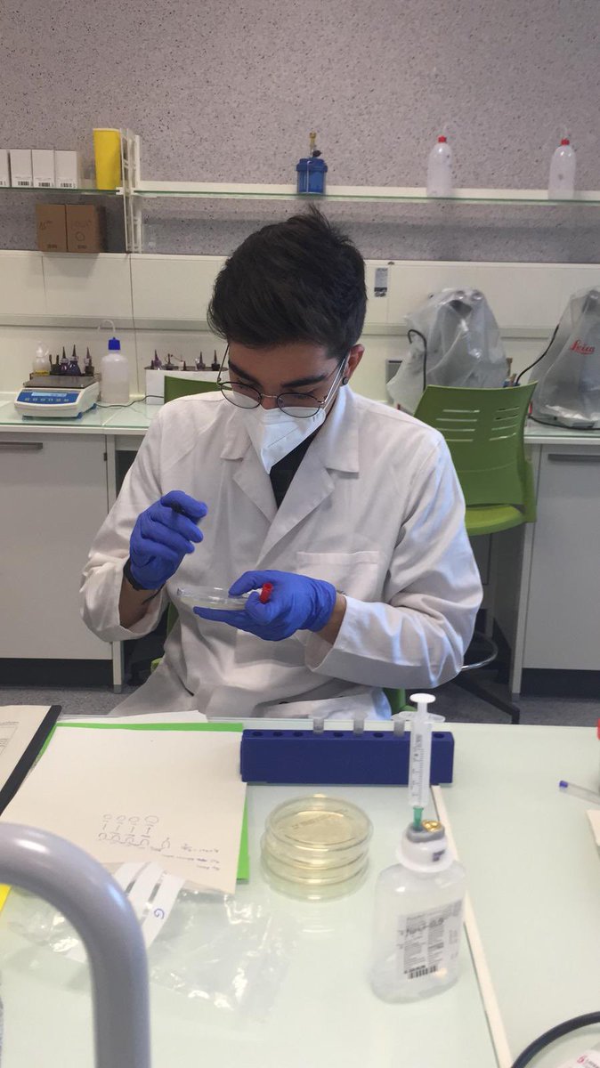 Proyecto SWICEU 4.0: hoy hemos empezado las prácticas 🧫🦠🧪🔬en <a href="/uchceu/">Universidad CEU UCH</a> con nuestros SWITAs junior y con los senior al pie del cañón 👏👏👏 diluyendo, sembrando e incubando...qué nos encontraremos? <a href="/CienciaUCHCEU/">Ciencia CEU UCH</a> @Lm97Oscar <a href="/caitlintygart/">Caitlin Marie Tygart</a> <a href="/asvtweets/">American School of Valencia</a> <a href="/Edelweisschool/">Edelweiss School</a>