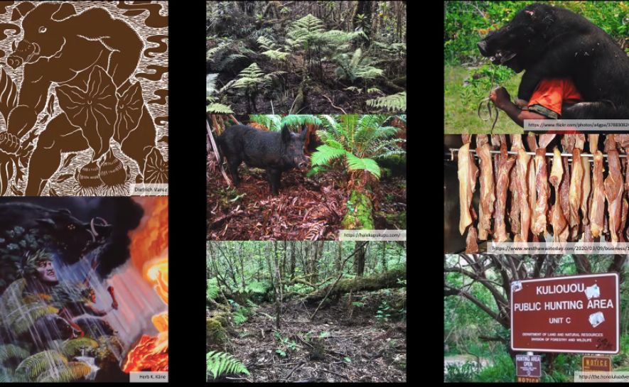 mauka2ma's tweet image. #NREMseminar how do we find balance with ethical pig hunting in Hawai&apos;i, especially as indigenous/subsistence practices change and develop overtime, while knowing the issues feral pigs pose to Hawaii&apos;s environment?#subsistencepractices #indigenouspractices
@Kupaalh