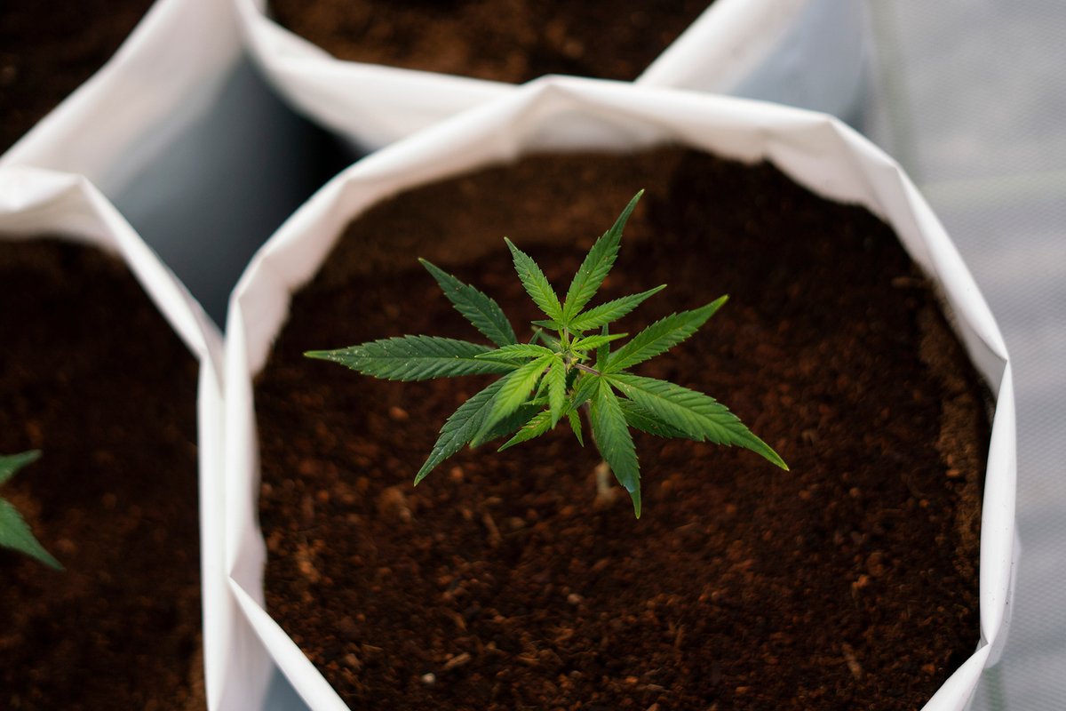 RollingStone's tweet photo. United Nations removes cannabis from list of dangerous drugs https://t.co/bPS5DktCex https://t.co/RXN88wkDj8
