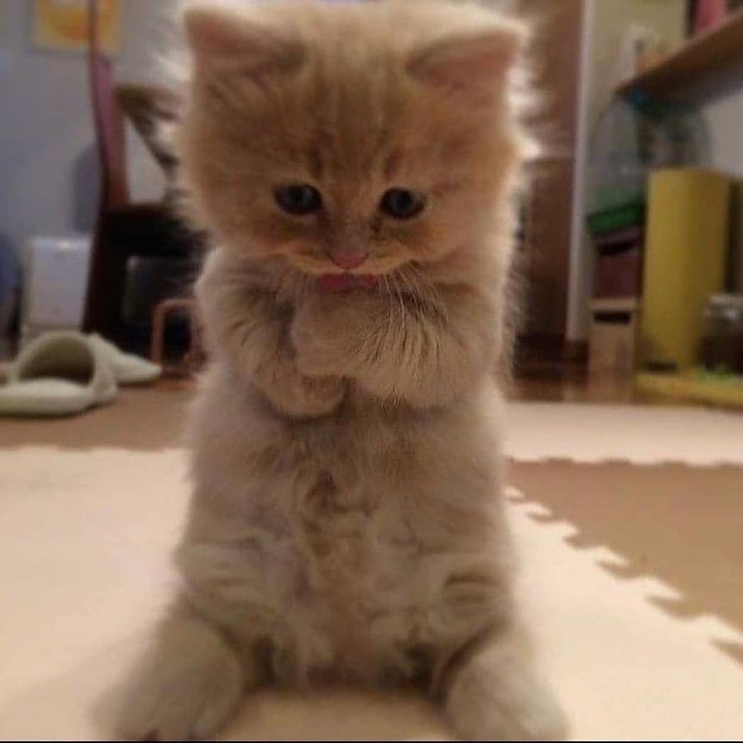 do you love me  ??❤️ 😺 🎉 🎈 🍀 ❤️