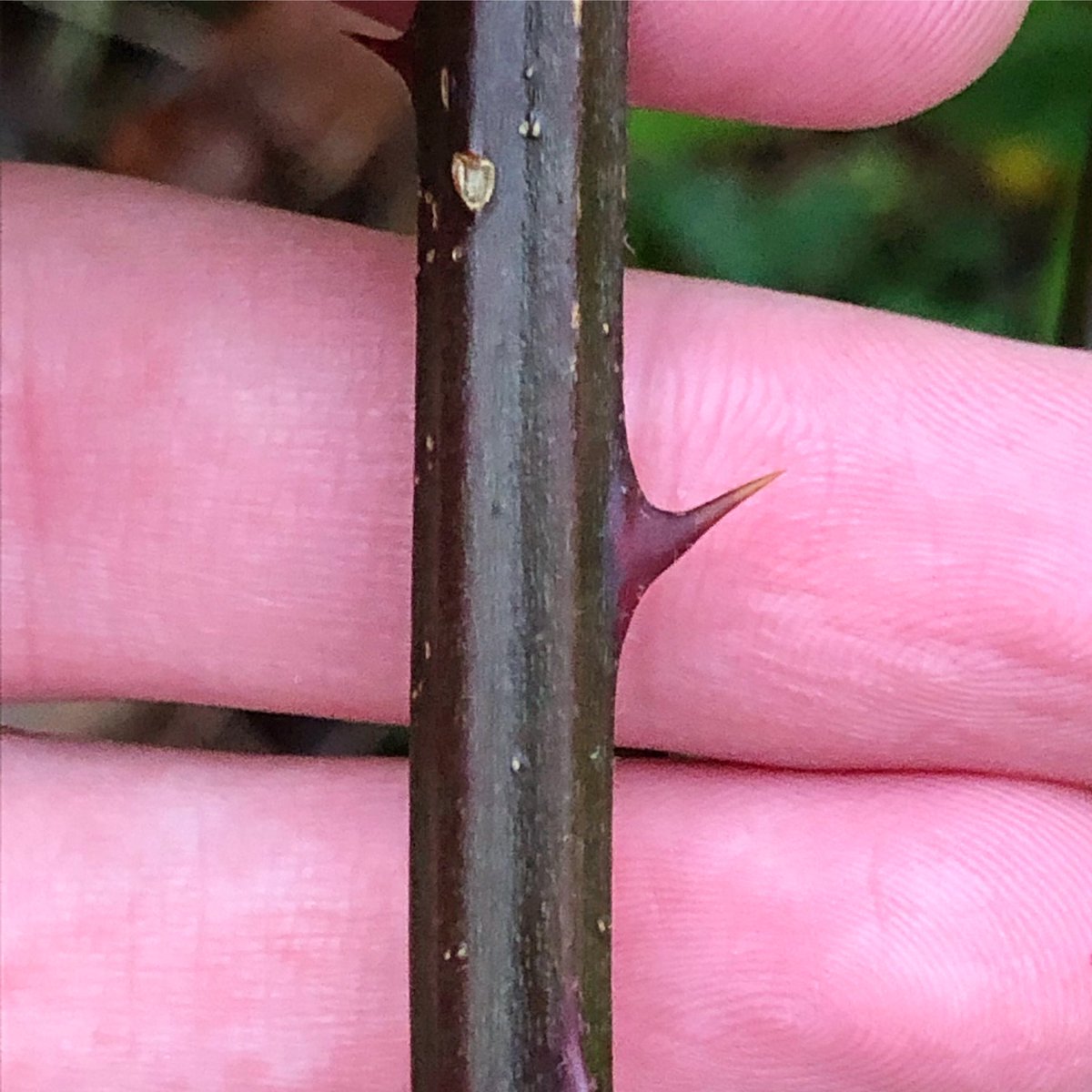 joshual951's tweet photo. Himalayan Giant (Rubus armeniacus) is characterised by thick stems &amp; large leaves with chalk white undersides. It has also been reported as one of Europe’s most invasive weeds, whilst its distribution is quickly expanding throughout GB.

Have you seen it? 🧐🌱 https://t.co/riHz2LivrZ
