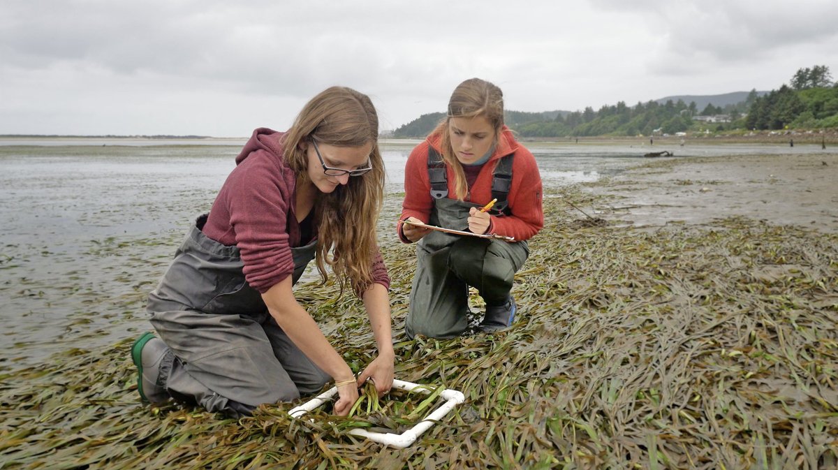 Are you a marine scientist in Oregon? Want to earn $1,500 & help middle & high school teachers create lessons that use your research? @OregonSeaGrant is accepting applications from master's & PhD students, postdocs, research assistants & profs thru Dec 11. bit.ly/3lyEqQT