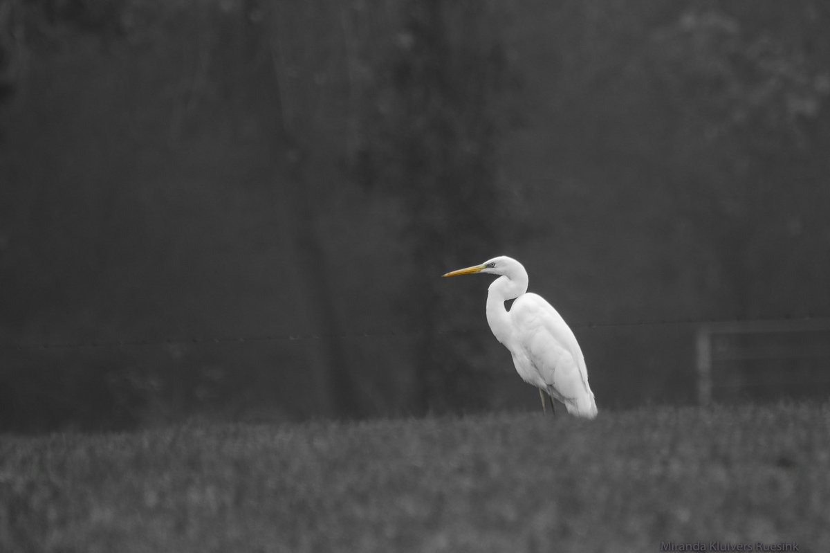 #reiger #heron #grotezilverreiger #birdphotography #vogelfotografie #natuurfotografie #naturephotography #natuur #nature #vogelbescherming #vogelbeschermingnederland #vogelnieuws #vogelskijken #winter #waarneming #volgdenatuur #achterhoek #berkelland #Holland