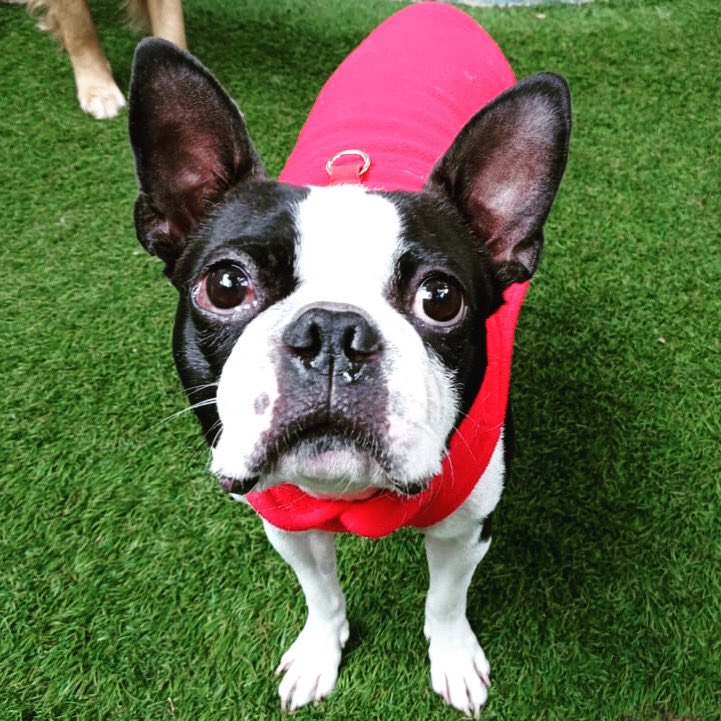 masolroldan's tweet photo. @marthadebayle @VeteridelBosque El es Jagger y es un Boston terrier de 3 años https://t.co/thF2VHEQE9