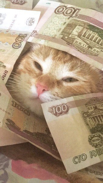 Рыжие купюры текст. Деньги с котом 100 рублей. Денежный кот. Кот с деньгами. Кот с рублями.