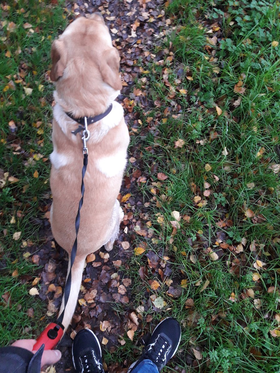 ArneCnodder's tweet photo. Ook deze jongen en zijn hond doen mee aan de #onemillionstepschallenge! #itfactory #thomasmore https://t.co/UzGqJrcdip