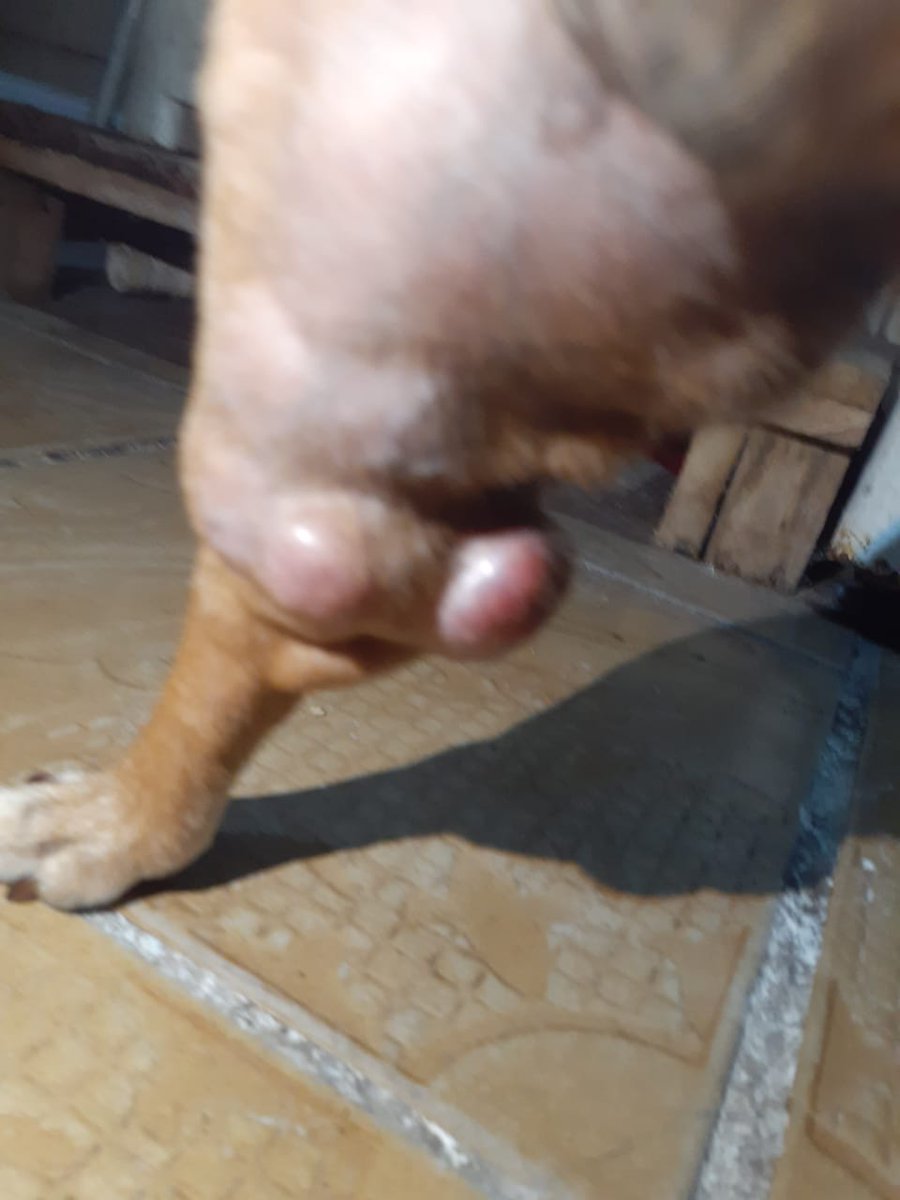 kawaii_Atz1117's tweet photo. Eu sei que meu engajamento não é tão bom, mas eu preciso da ajuda de vcs, o meu cachorro ficou doente, está com hemangioma e eu não tenho condições de arcar com as despesas, pfv qualquer 1 real já vai me ajudar mt, se não puder doar dê rt, eu fiz uma vakinha vou deixar aqui + https://t.co/ZxmmMKueKA