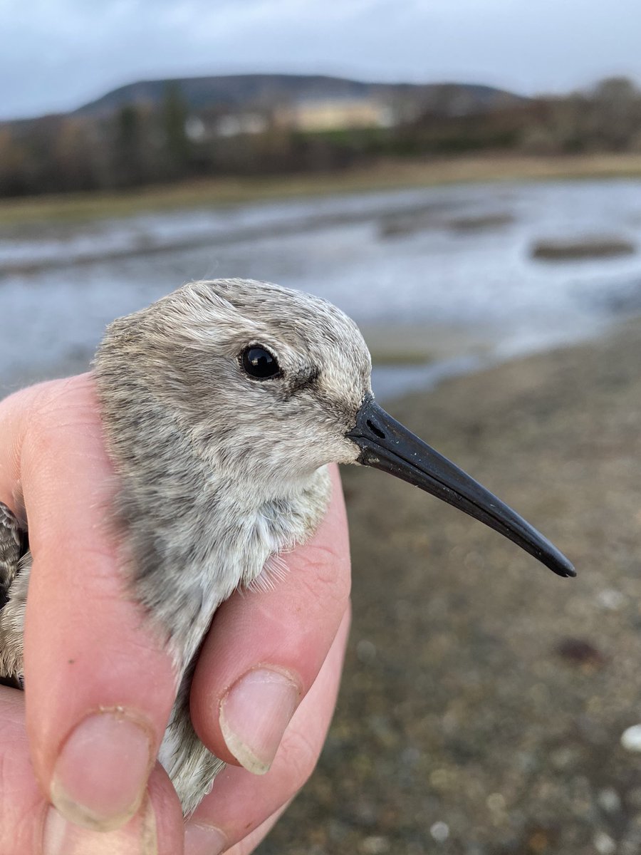 MattMarsh89's tweet photo. Made the most of the weather and had a very successful ringing session yesterday. My first (British) curlews certainly made it worth it! A couple were 24 years old. Imagine how far a bird could fly in that lifetime! #birdringing #birdbanding #waders #ornithology https://t.co/21zaU4sQW9