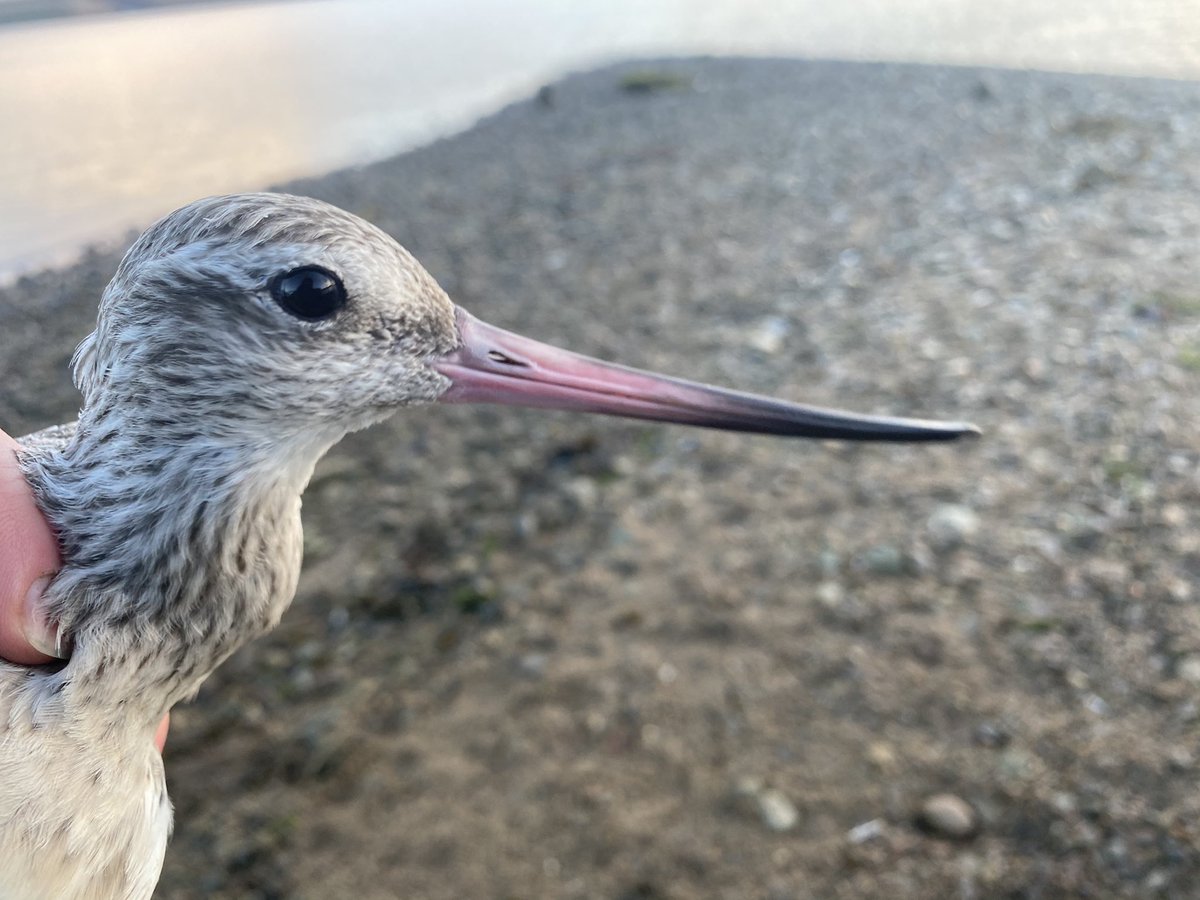 MattMarsh89's tweet photo. Made the most of the weather and had a very successful ringing session yesterday. My first (British) curlews certainly made it worth it! A couple were 24 years old. Imagine how far a bird could fly in that lifetime! #birdringing #birdbanding #waders #ornithology https://t.co/21zaU4sQW9