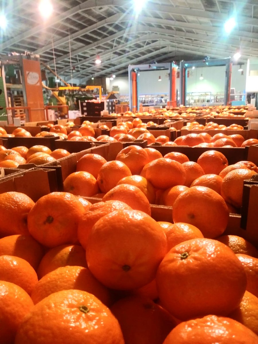 The best #clementines from our associate, local producers. #Cooperativeworld <a href="/AMoncofa/">Ajuntament Moncofa</a>