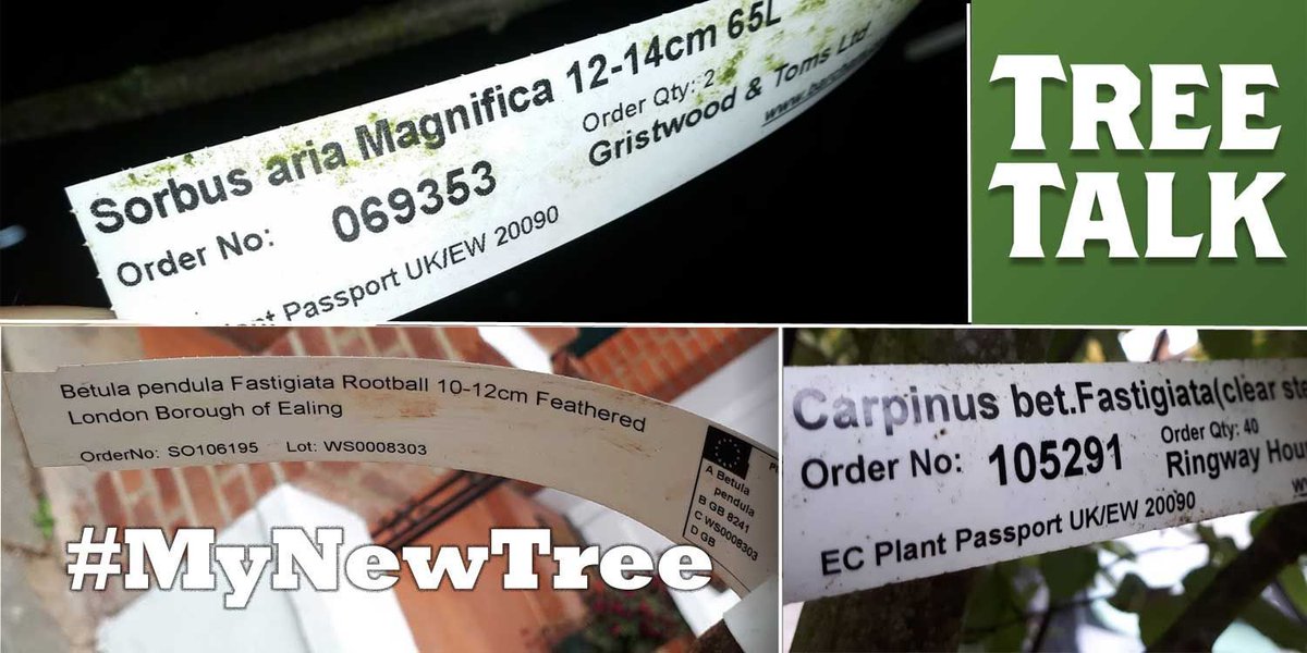 treetalkuk's tweet photo. Do you have a new tree on your street? Have you watched it grow? Read its label? Imagined what itβll look like in 20 yearβs time? You can help new street trees thrive by watering them over summer. Share photos of your new trees with #MyNewTree #NationalTreeWeek @TreeCouncil https://t.co/iN1ZnB7dyx